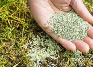 Khởi nghiệp làm giàu từ ý tưởng kinh doanh hạt giống hoa